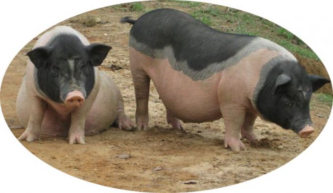 Διατροφή Αμινοξέα Ζάχαρη Μεθειονίνη σκόνη πρόσθετη ύλη ζωοτροφών 99% Ζάχαρη Μεθειονίνη 2