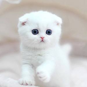 &Sigma;&upsilon;&mu;&pi;&lambda;ή&rho;&omega;&mu;&alpha; &Pi;&omicron;&lambda;&upsilon;&beta;&iota;&tau;&alpha;&mu;&iota;&nu;ώ&nu; &Pi;&omicron;&lambda;&upsilon;&lambda;&epsilon;&iota;&tau;&omicron;&upsilon;&rho;&gamma;&iota;&kappa;ό &Delta;&iota;&sigma;&kappa;ί&omicron; &gamma;&iota;&alpha; &Gamma;ά&tau;&epsilon;&sigmaf; &kappa;&alpha;&iota; &Sigma;&kappa;ύ&lambda;&omicron;&upsilon;&sigmaf; &Phi;&upsilon;&sigma;&iota;&kappa;ή &Upsilon;&pi;&omicron;&sigma;&tau;ή&rho;&iota;&xi;&eta; &tau;&omicron;&upsilon; &Alpha;&nu;&omicron;&sigma;&omicron;&pi;&omicron;&iota;&eta;&tau;&iota;&kappa;&omicron;ύ &kappa;&alpha;&iota; &Alpha;&nu;&alpha;&kappa;&omicron;ύ&phi;&iota;&sigma;&eta; &alpha;&pi;ό &Alpha;&lambda;&lambda;&epsilon;&rho;&gamma;ί&epsilon;&sigmaf; &gamma;&iota;&alpha; &Sigma;&kappa;ύ&lambda;&omicron;&upsilon;&sigmaf; 1