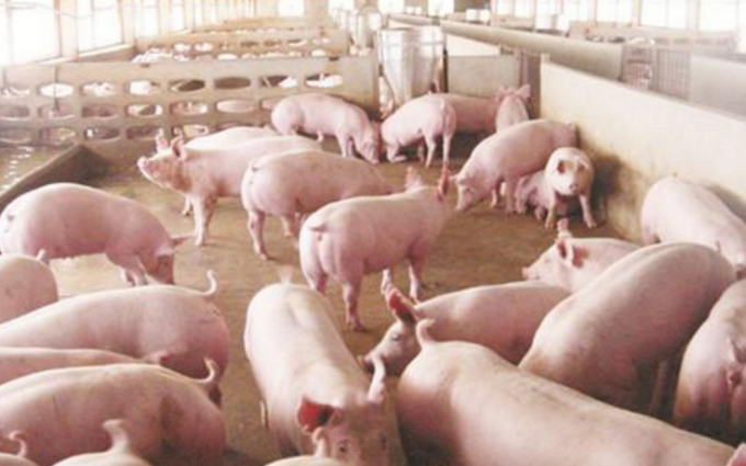 &Alpha;&nu;&tau;&iota;&kappa;&alpha;&tau;ά&sigma;&tau;&alpha;&tau;&omicron; &gamma;ά&lambda;&alpha;&kappa;&tau;&omicron;&sigmaf; &upsilon;&psi;&eta;&lambda;ή&sigmaf; &pi;&omicron;&iota;ό&tau;&eta;&tau;&alpha;&sigmaf; &mu;&epsilon; &omicron;&xi;ύ&delta;&iota;&alpha;&lambda;&upsilon;&tau;ή &pi;&rho;&omega;&tau;&epsilon;ΐ&nu;&eta; &gamma;&iota;&alpha; &mu;&omicron;&sigma;&chi;ά&rho;&iota;&alpha;, &pi;&omicron;&rho;&nu;&epsilon;ί&alpha;, &alpha;&rho;&nu;&iota;ά, &mu;&iota;&kappa;&rho;ά &kappa;&alpha;&iota; &chi;&omicron;&iota;&rho;ί&delta;&iota;&alpha; &Pi;&rho;&omicron;ά&gamma;&epsilon;&iota; &tau;&eta;&nu; &upsilon;&gamma;&epsilon;ί&alpha; &tau;&omicron;&upsilon; &epsilon;&nu;&tau;έ&rho;&omicron;&upsilon; &kappa;&alpha;&iota; &epsilon;ί&nu;&alpha;&iota; &pi;&lambda;&omicron;ύ&sigma;&iota;&omicron; &sigma;&epsilon; &beta;&iota;&tau;&alpha;&mu;ί&nu;&epsilon;&sigmaf; 2